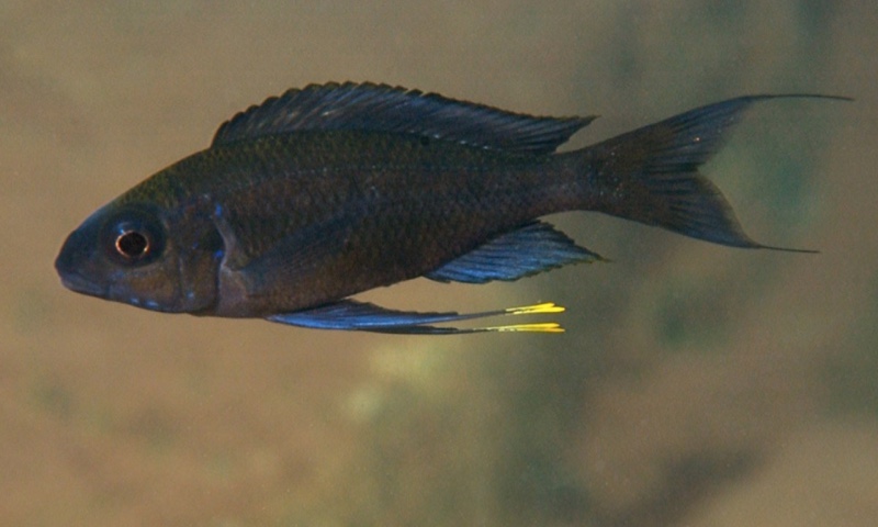 Ophthalmotilapia sp. 'paranasuta' Nyanza-Lac
